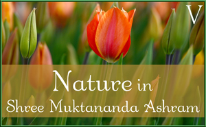 Nature Gallery 1