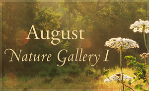 August Nature Gallery I