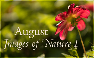 Images of Nature I