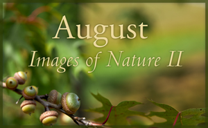 Images of Nature II