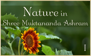 Nature in Shree Muktananda Ashram I