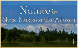 Nature in Shree Muktananda Ashram II