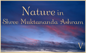 Nature in Shree Muktananda Ashram V