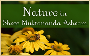 Nature in Shree Muktananda Ashram