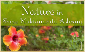 Nature in Shree Muktananda Ashram I
