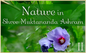 Nature in Shree Muktananda Ashram II