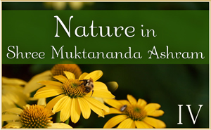 Nature in Shree Muktananda Ashram IV