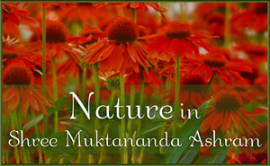 Nature in Shree Muktananda Ashram