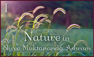 Nature in Shree Muktananda Ashram I
