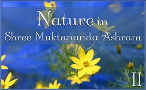 Nature in Shree Muktananda Ashram II