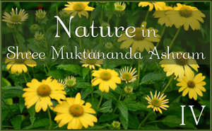 Nature in Shree Muktananda Ashram IV