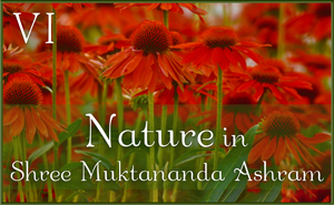 Nature in Shree Muktananda Ashram VI