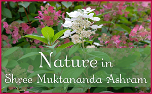 Nature in Shree Muktananda Ashram