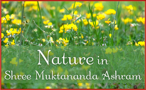 Nature in Shree Muktananda Ashram