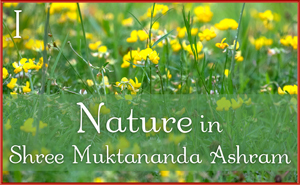 Nature in Shree Muktananda Ashram I