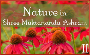 Nature in Shree Muktananda Ashram II