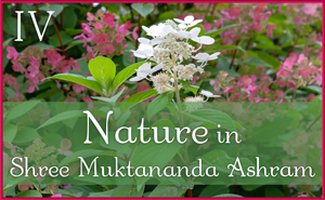 Nature in Shree Muktananda Ashram IV