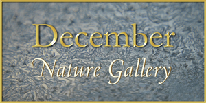 Nature Gallery