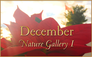 December Nature Gallery I