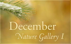 December Nature Gallery I