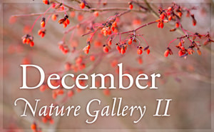 December Nature Gallery II