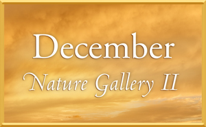 December Nature Gallery II