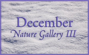 December Nature Gallery III