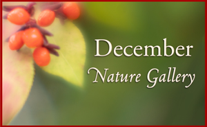 December Nature Gallery IV