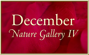 December Nature Gallery IV