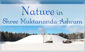 Nature in Shree Muktananda Ashram