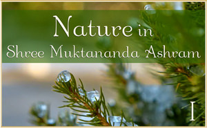 Nature in Shree Muktananda Ashram III
