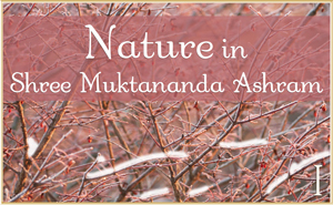 Nature in Shree Muktananda Ashram I