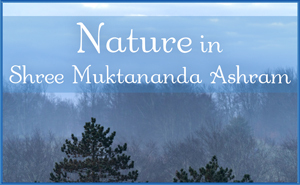 Nature in Shree Muktananda Ashram