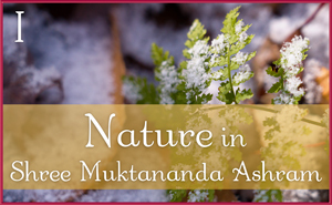 Nature in Shree Muktananda Ashram I
