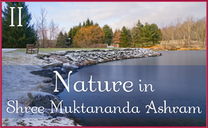 Nature in Shree Muktananda Ashram II