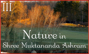 Nature in Shree Muktananda Ashram III