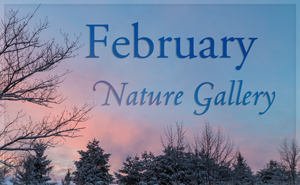 February Nature Gallery I