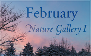 February Nature Gallery I
