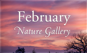 February Nature Gallery I