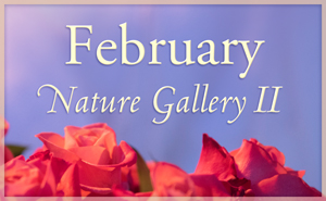 February Nature Gallery III