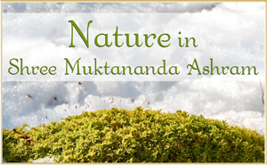 Nature in Shree Muktananda Ashram