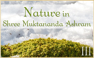 Nature in Shree Muktananda Ashram III