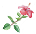 motif