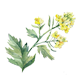 motif
