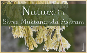 Nature in Shree Muktananda Ashram I