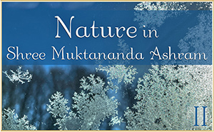 Nature in Shree Muktananda Ashram II