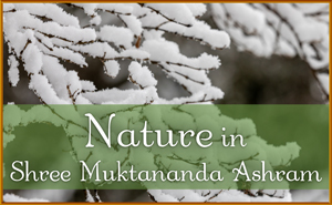 Nature in Shree Muktananda Ashram