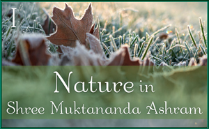 Nature in Shree Muktananda Ashram I