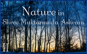 Nature in Shree Muktananda Ashram II