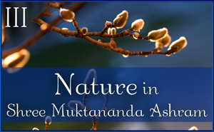 Nature in Shree Muktananda Ashram III